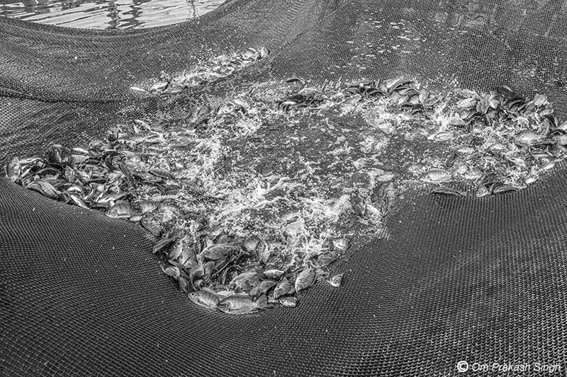 Monosex Tilapia fish crop raised in one of the net cages in the cage fish unit in mining pit at Nandna village, Dumka district, Jharkhand